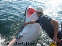 Requin