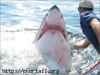 Requin
