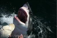 Requin