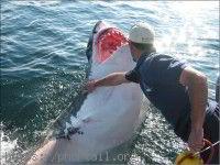 Requin