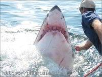 Requin