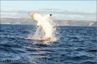 Requin