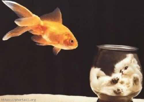 Animaux en folie poisson chat Photo insolite