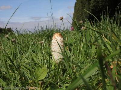 Champignon impudique Photo insolite