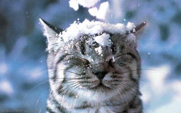 image de chat dans la neige
