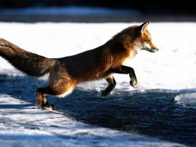 Renard Photo insolite