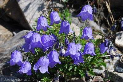 Campanules naines