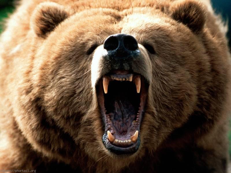 Ours des Pyr�n�es