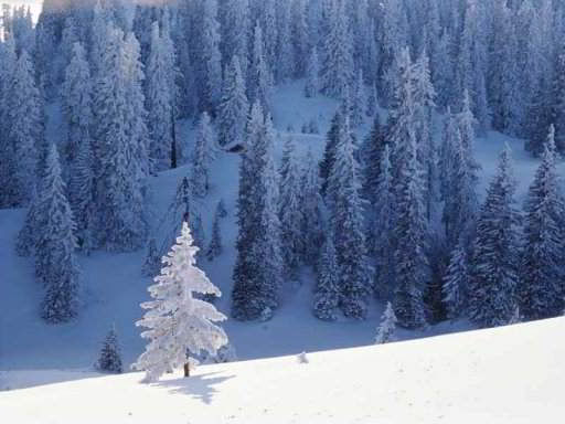 Fond d'�cran Arbres enneig�s