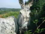 Photo de mon ami l'ane