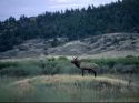 Le Grand Cerf