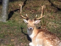 Grand Cerf