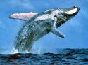 baleine
