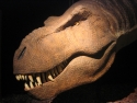dinosaure