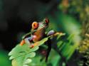 grenouille