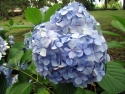 hortensia