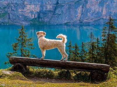 Chien bord du lac