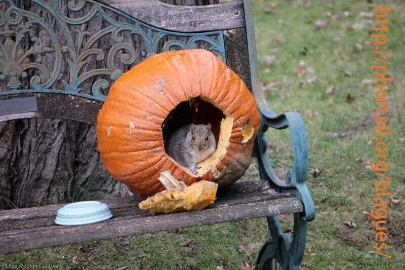 Photo Certains écureuils adorent Halloween, mais pas pour les sucreries.