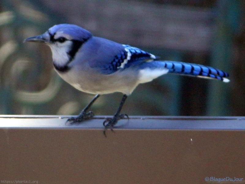 Photo Il est bleu, il est moqueur. Un geai magnifique.