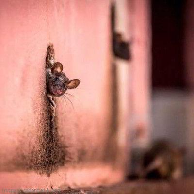 Photo Petite frimousse de la souris qui passe une tête par la fenêtre. Tiens un humain !