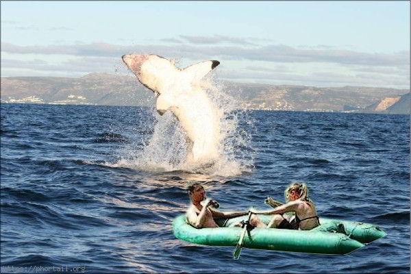 Photo Lui : Tu sais, au Canada, il arrive que les Baleines nagent sous les bateaux venus les observer. Elle : Non tu déconne ! Mais il se passe quoi ? Lui : Si la baleine touche le bateau, tout le monde à l'eau. Elle : Te retournes pas chéri, surtout pas