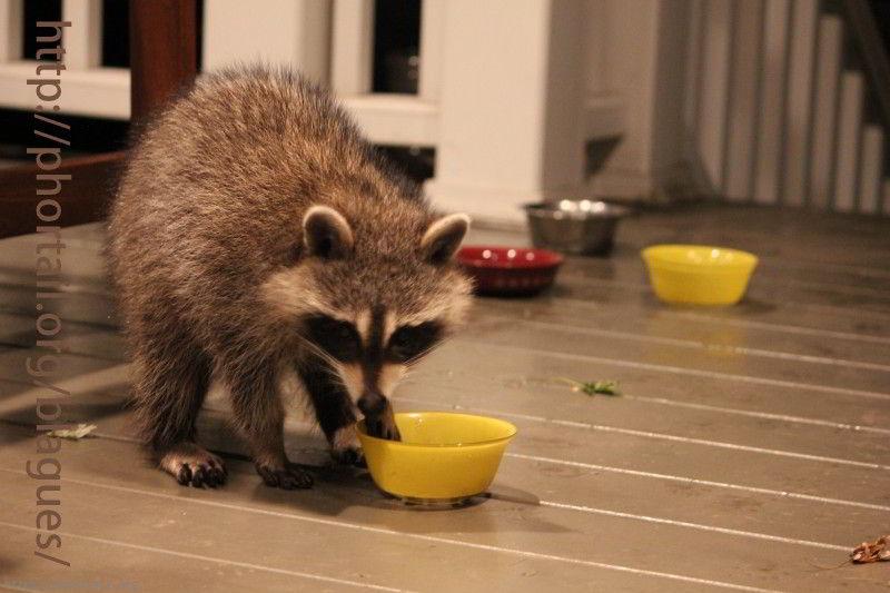Photo Qu'est ce qui attire le raton laveur près des maisons. Le chat ne lui fait pas peur, mais quelque chose du chat l'intéresse. Ses croquettes !
