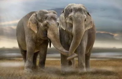 Les éléphants