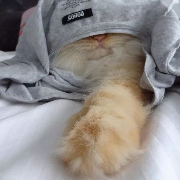 lolcats