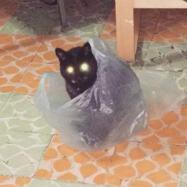 lolcats