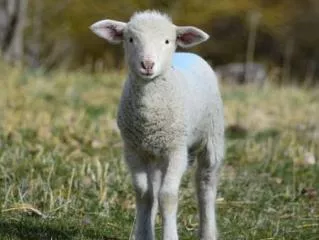 La théorie du mouton