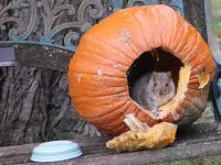 Citrouille