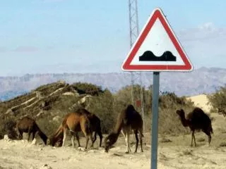 Le dos d'ane panneau insolite