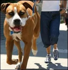 Grand chien