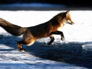 Renard