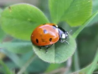 Coccinelle dans la nature