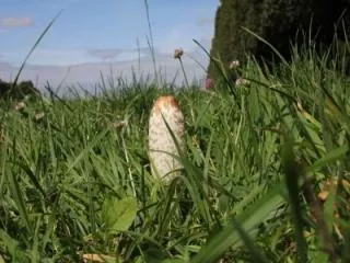 Champignon impudique