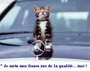 Chat de snob