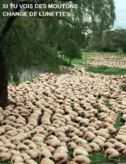 Troupeau de Moutons