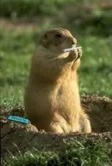 Animaux en folie la marmotte