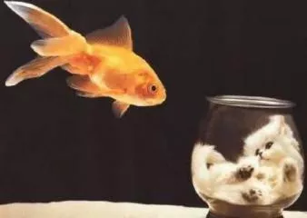Animaux en folie poisson chat