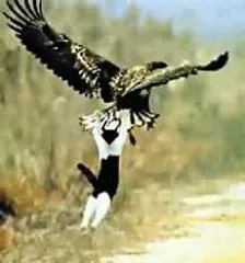 Animaux en folie en plein vol