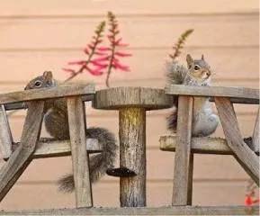 Casse noisette