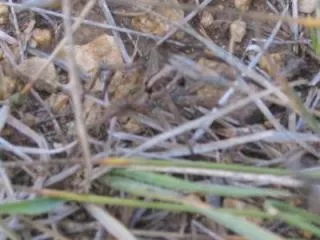 L'araignée se promène