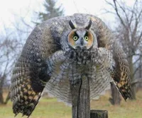 Hibou grand duc