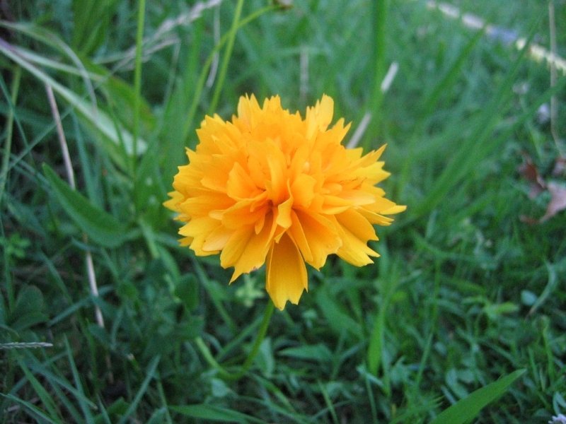 La fleur