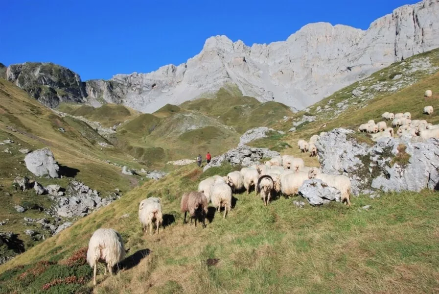 GR10 Troupeau de mouton en pâture sur la Cabane d'Ardinet.